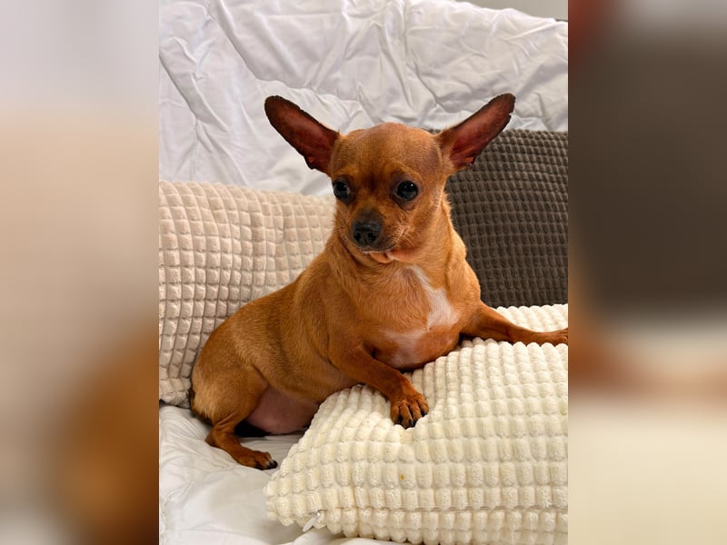 Sissi - kleine Dame sucht Zuhause!