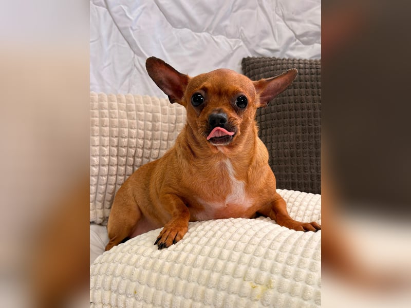 Sissi - kleine Dame sucht Zuhause!