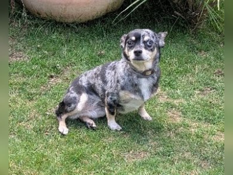 Chihuahua (Mix) abzugeben