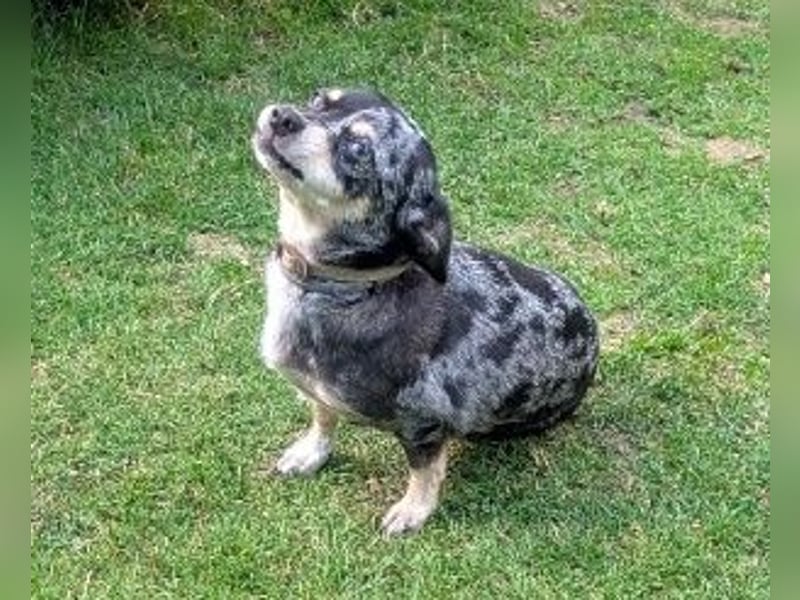 Chihuahua (Mix) abzugeben