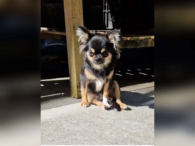 Chihuahua Hündin 2,5 Jahre alt