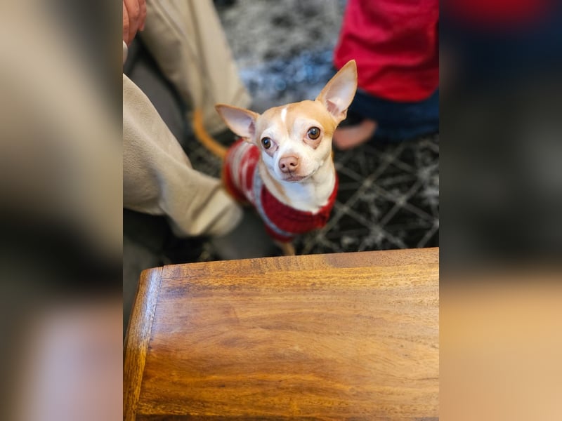 Lieber, ruhiger Chihuahua „Coco“ sucht liebevolles Zuhause