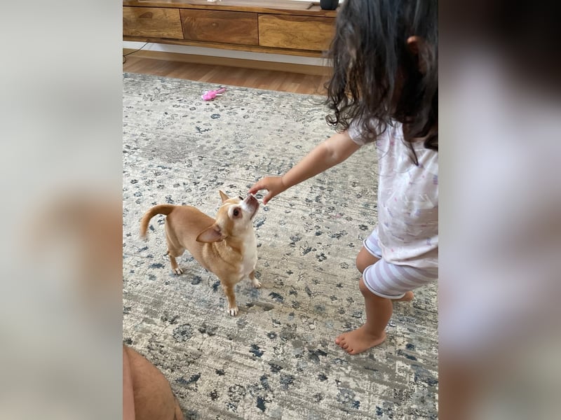 Lieber, ruhiger Chihuahua „Coco“ sucht liebevolles Zuhause
