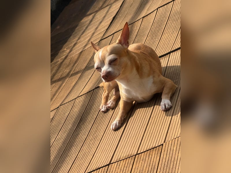 Lieber, ruhiger Chihuahua „Coco“ sucht liebevolles Zuhause