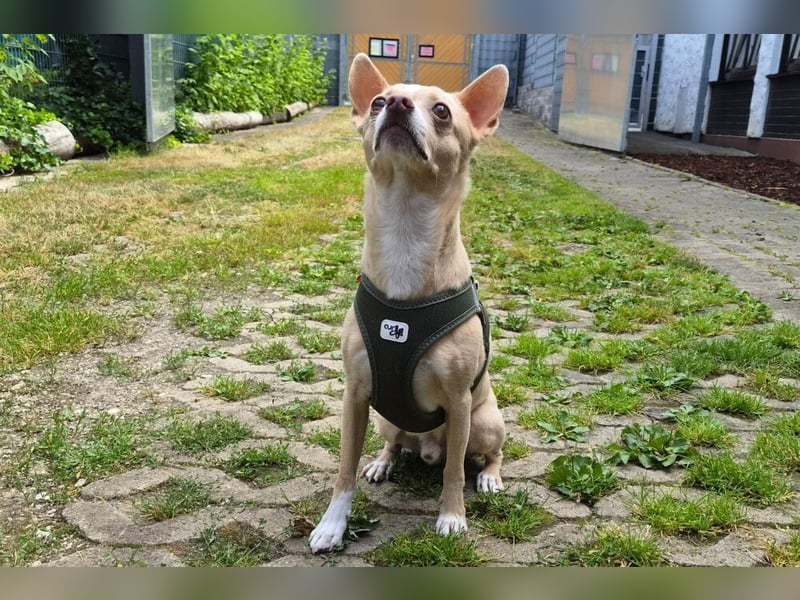 Burrito - anhänglicher kleiner Kerl - Tierhilfe Franken e.V.