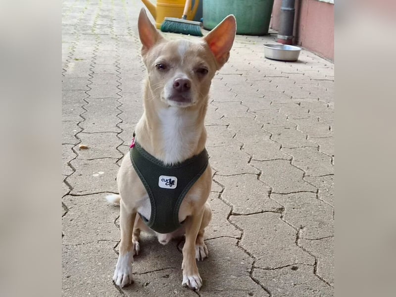 Burrito - anhänglicher kleiner Kerl - Tierhilfe Franken e.V.