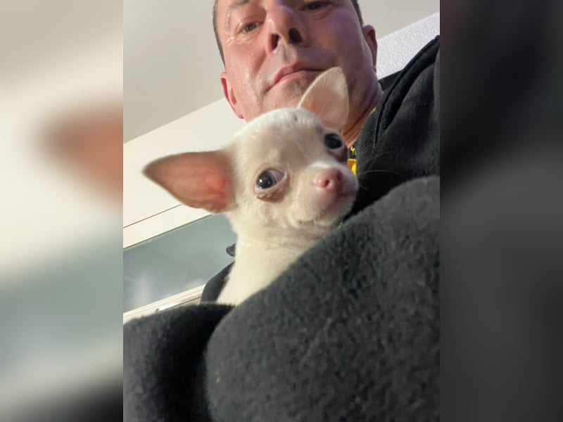 Trächtige Chihuahua Huendin in liebevolle Hände abzugeben, Aufgrund zeitlicher Einschränkungen