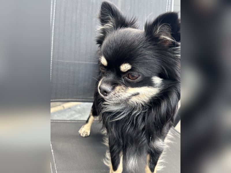 Chihuahua männlich sucht ein neues zu Hause