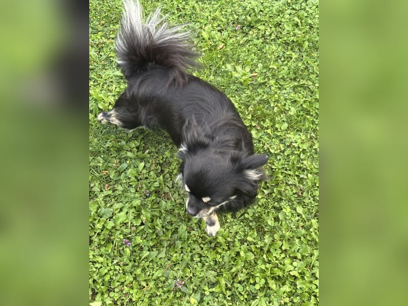 Chihuahua männlich sucht ein neues zu Hause