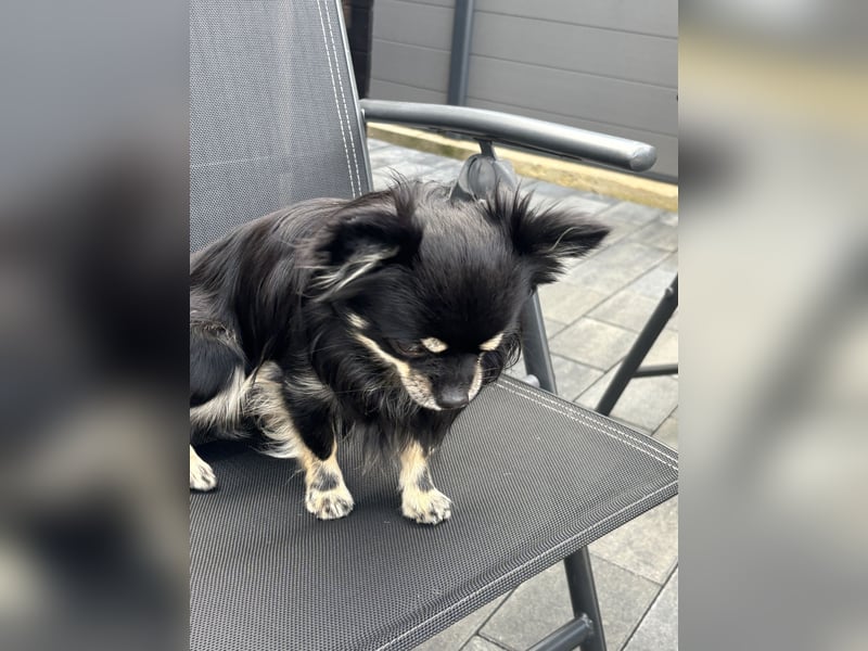 Chihuahua männlich sucht ein neues zu Hause