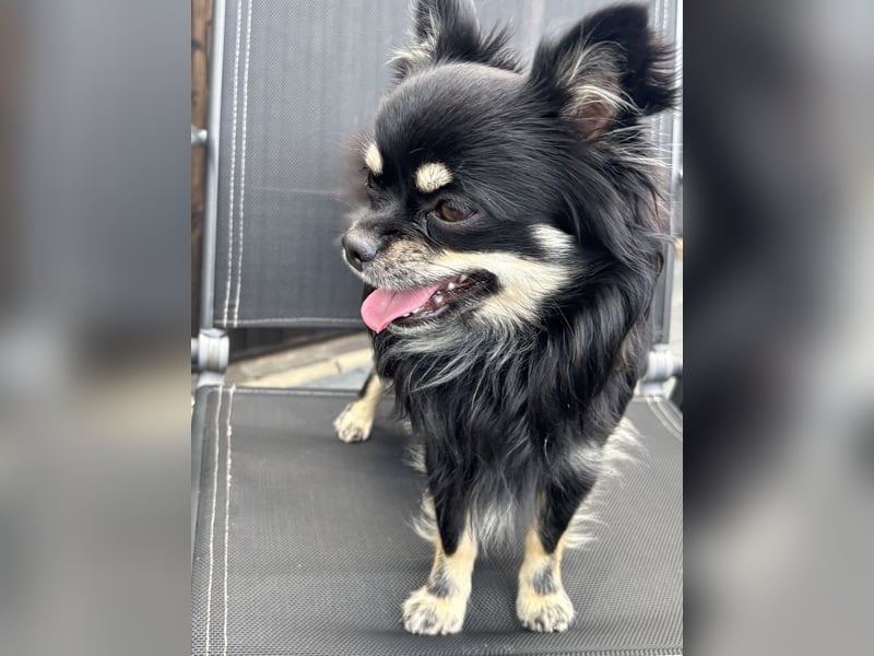 Chihuahua männlich sucht ein neues zu Hause