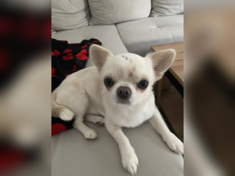 Liebe voller Chihuahua Rüde