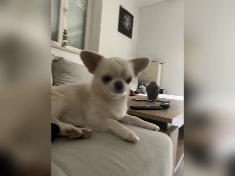 Liebe voller Chihuahua Rüde