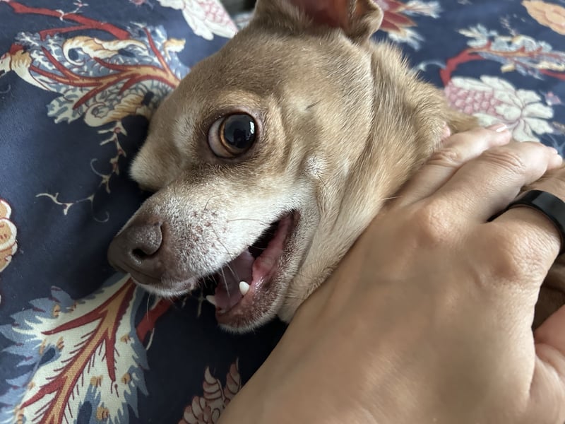 Chihuahua „Rio“ sucht liebevolles Für-Immer-Zuhause