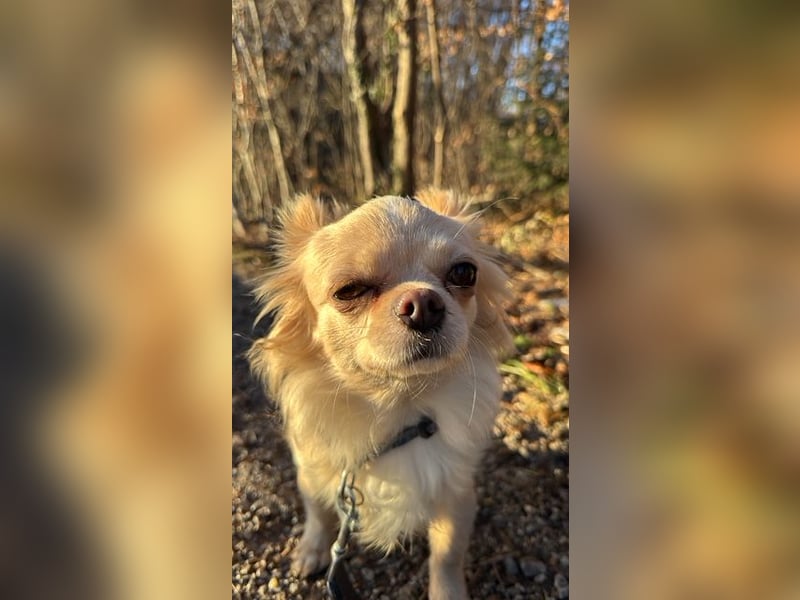 Langhaar Chihuahua - entlaufen am 8.2. in Salzburg, Österreich