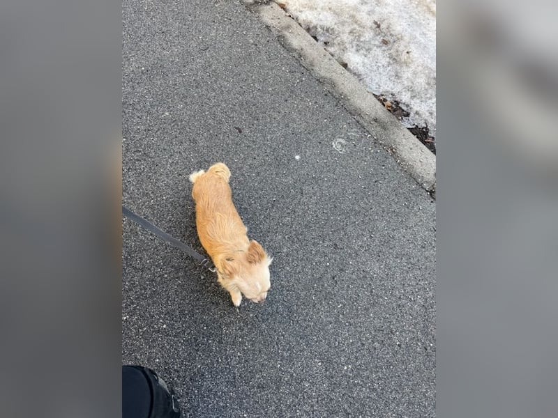 Langhaar Chihuahua - entlaufen am 8.2. in Salzburg, Österreich
