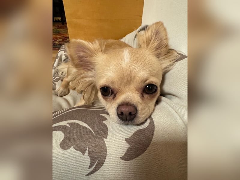 Langhaar Chihuahua - entlaufen am 8.2. in Salzburg, Österreich