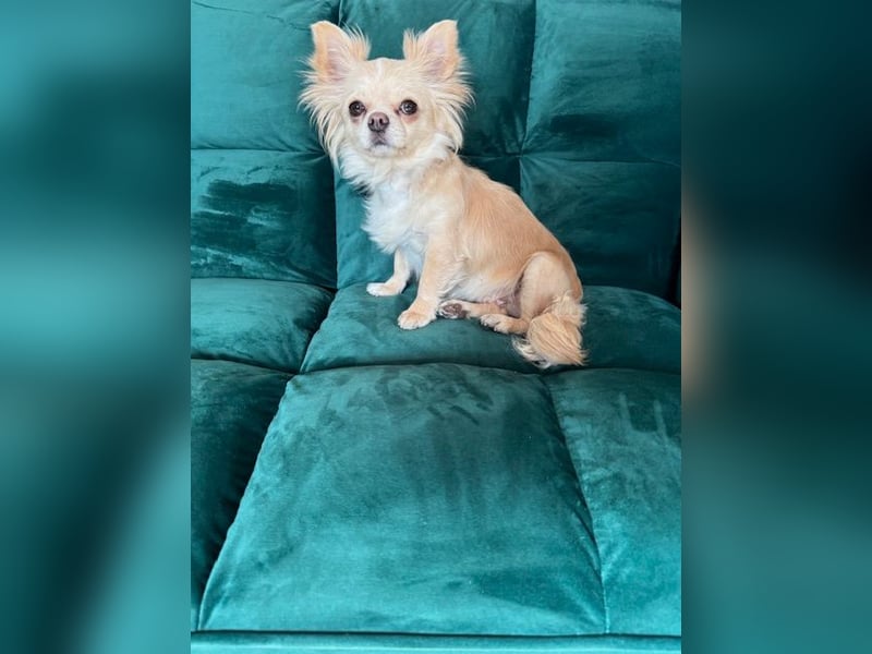 Langhaar Chihuahua - entlaufen am 8.2. in Salzburg, Österreich