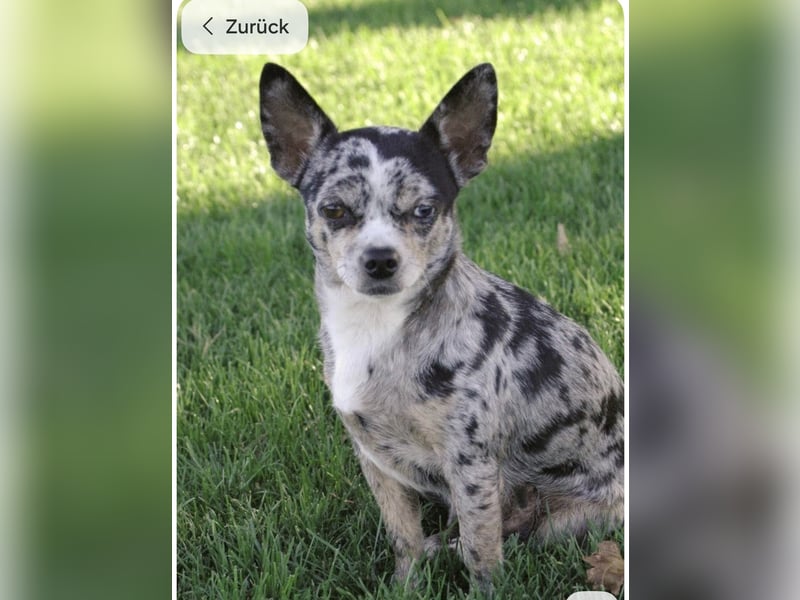 Merle Chihuahua Welpe