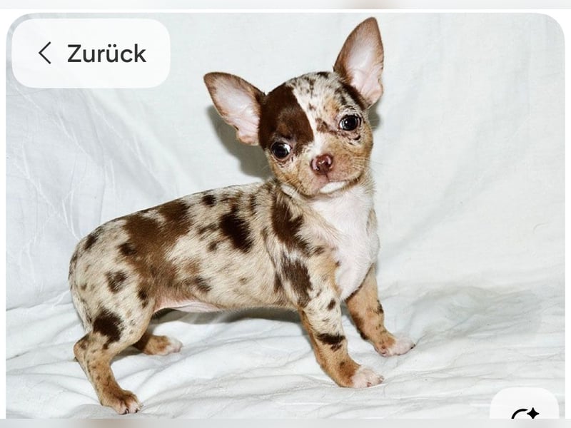 Merle Chihuahua Welpe