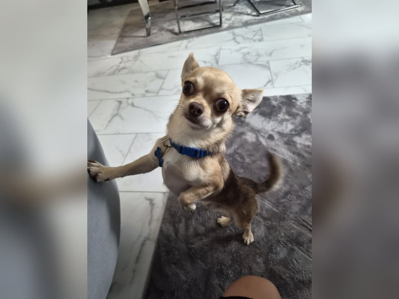 Mini chihuahua