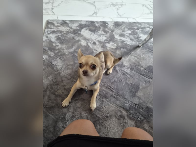Mini chihuahua