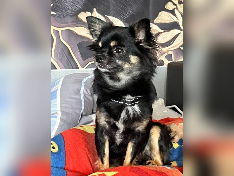 Chihuahua mit Ahnentafel