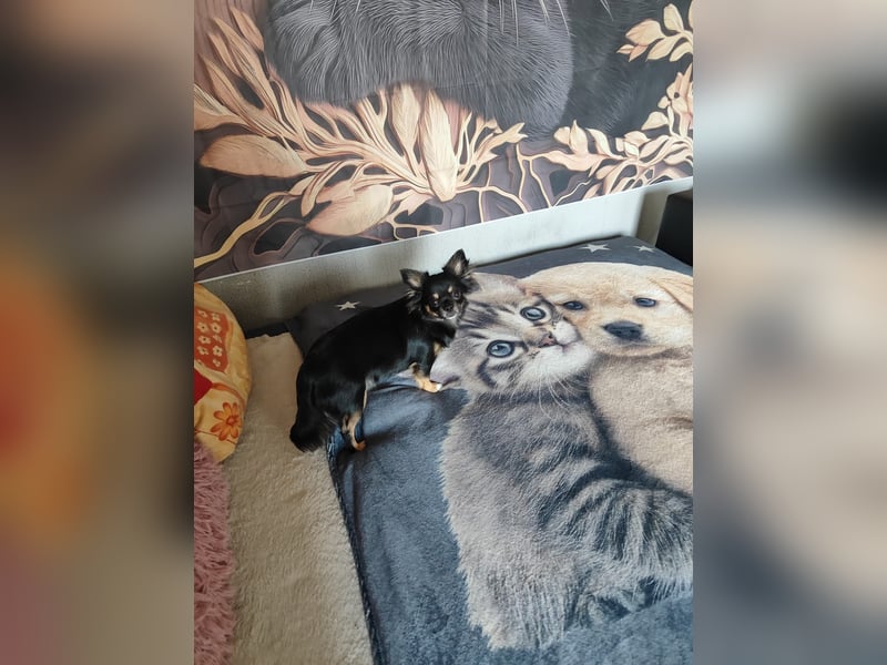 Chihuahua mit Ahnentafel