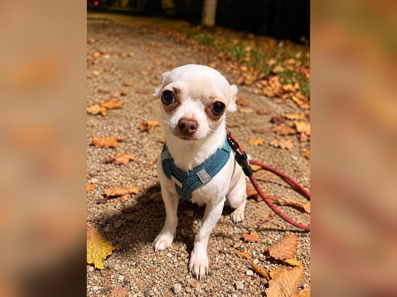 Chihuahua Rüde