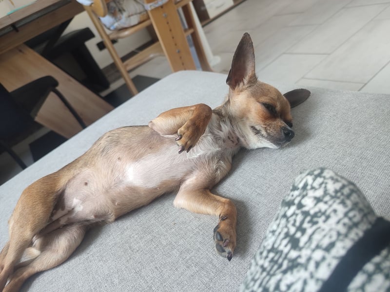 Bambi sucht liebevolles und Zuhause