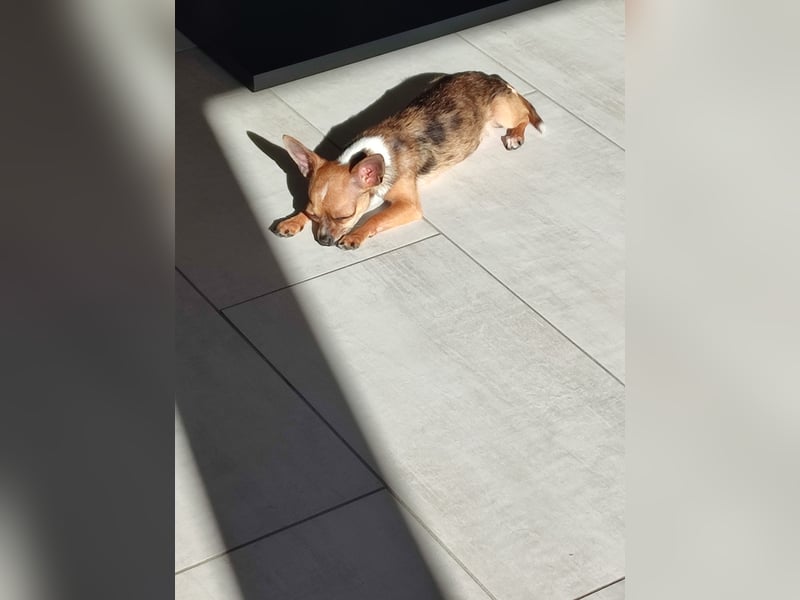 Bambi sucht liebevolles und Zuhause