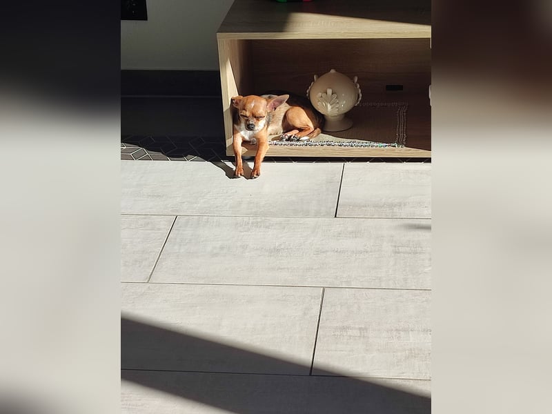 Bambi sucht liebevolles und Zuhause