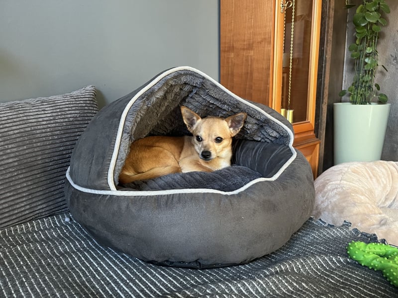 Treuer Chihuahua sucht Ruhepol