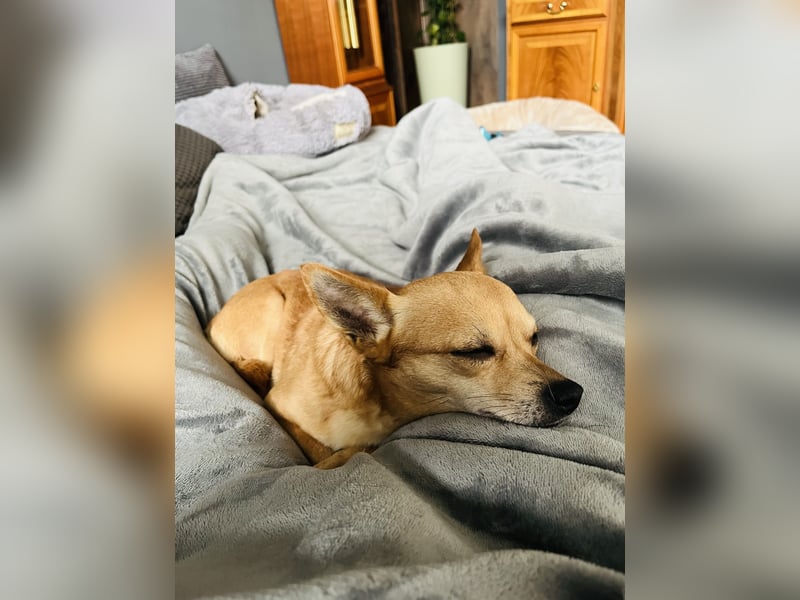 Treuer Chihuahua sucht Ruhepol