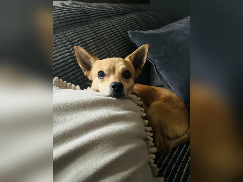 Treuer Chihuahua sucht Ruhepol