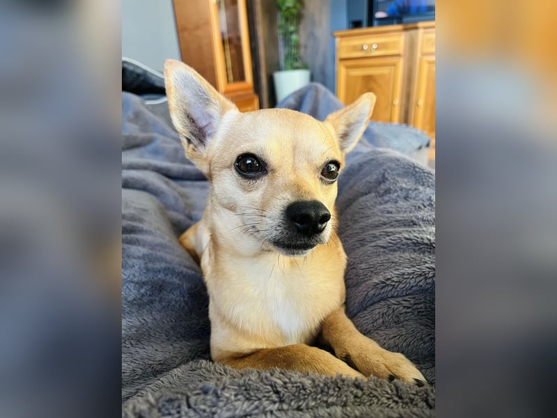 Treuer Chihuahua sucht Ruhepol