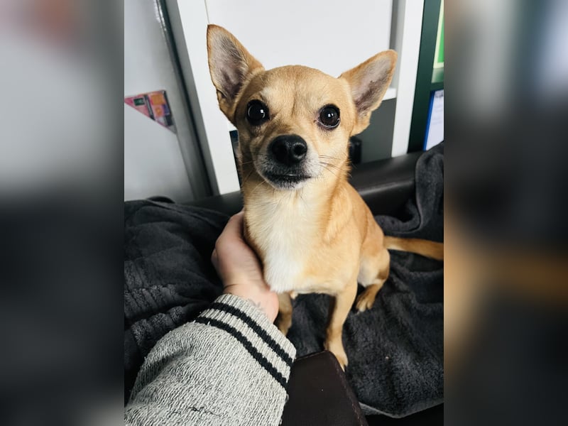 Treuer Chihuahua sucht Ruhepol