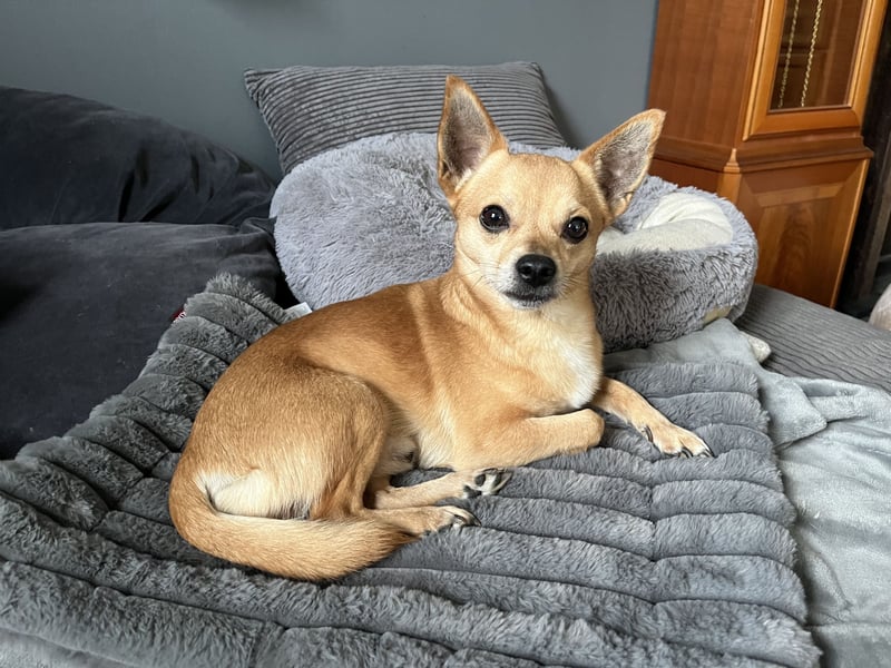 Treuer Chihuahua sucht Ruhepol