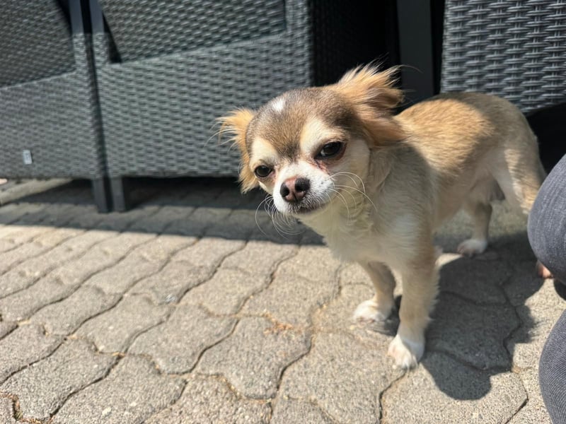 Chihuahua Brüder