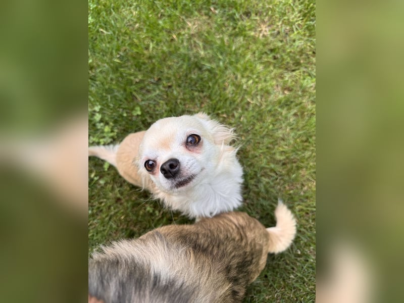 Chihuahua Brüder