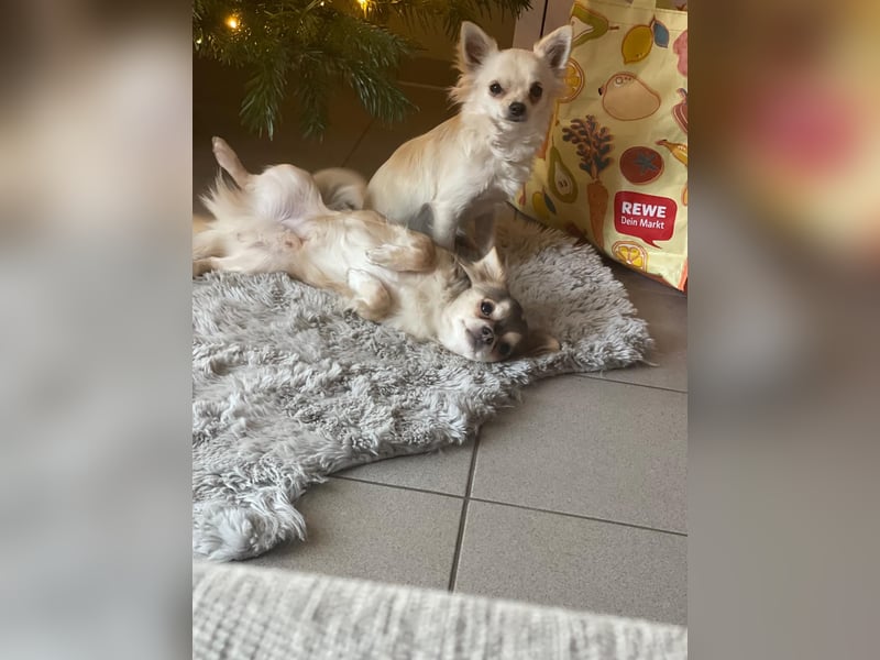 Chihuahua Brüder