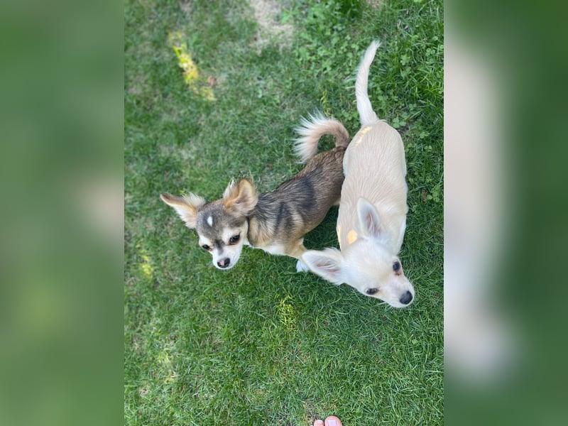 Chihuahua Brüder