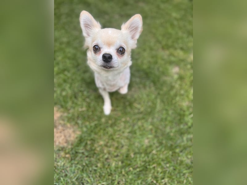 Chihuahua Brüder
