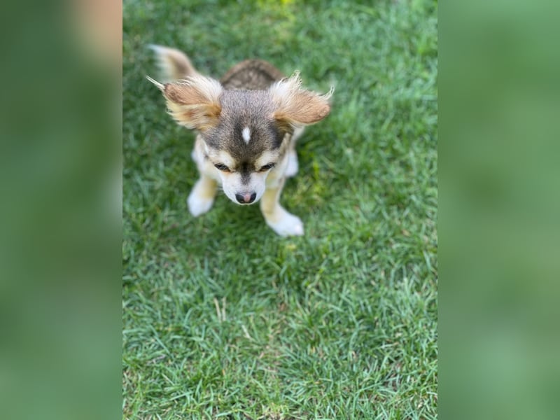 Chihuahua Brüder