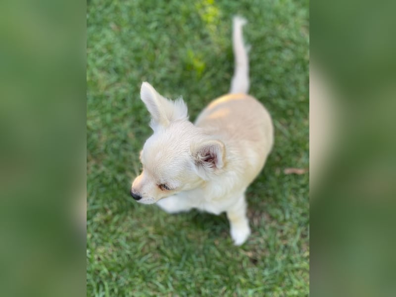 Chihuahua Brüder