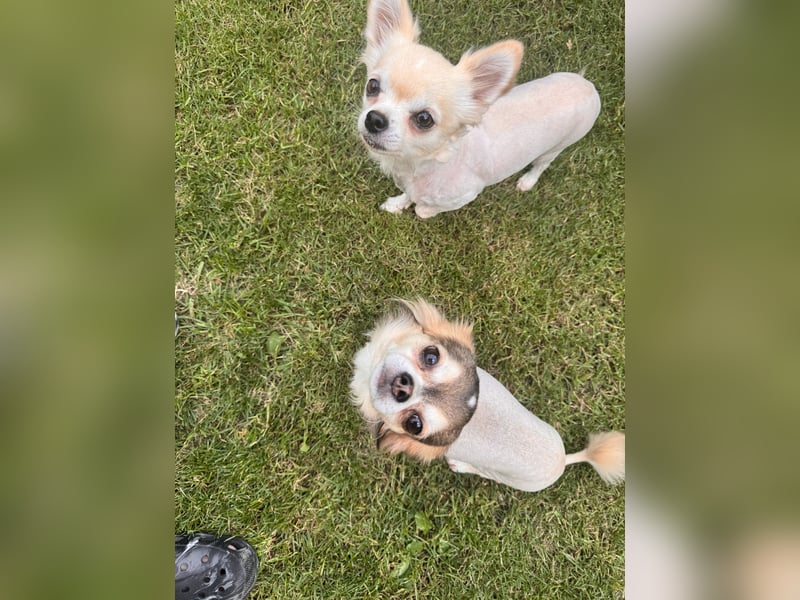 Chihuahua Brüder