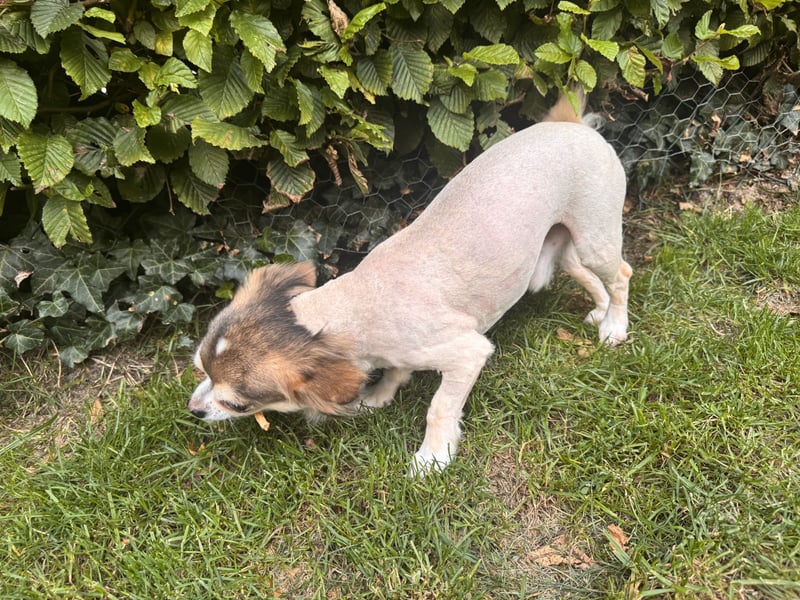 Chihuahua Brüder
