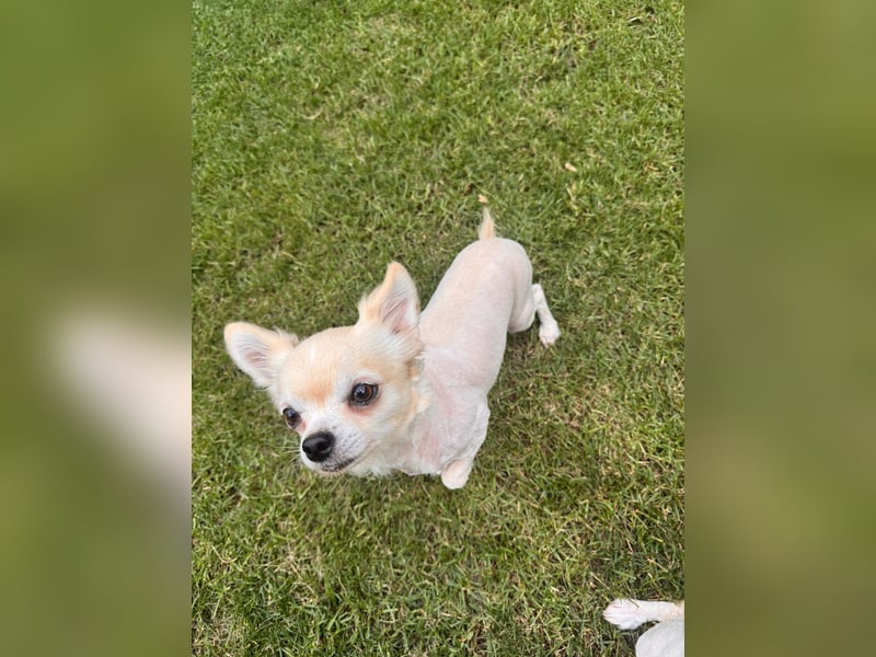 Chihuahua Brüder
