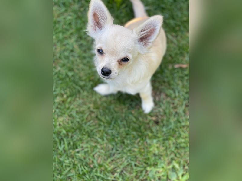Chihuahua Brüder