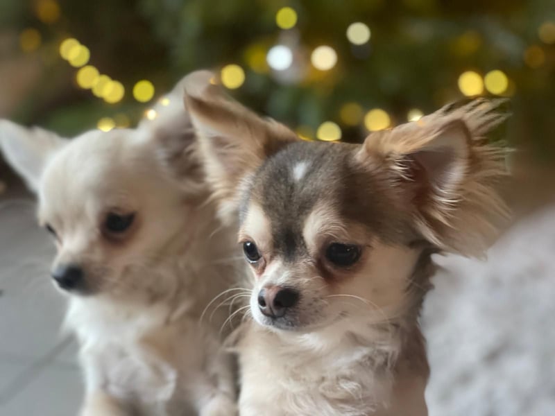 Chihuahua Brüder